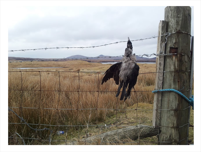 Image: Dead crow hanging on fence