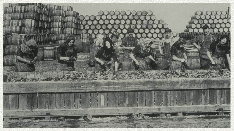 Picture of Herring being filleted