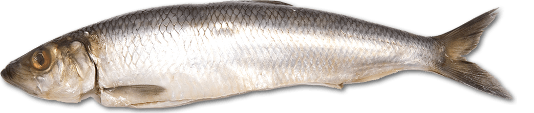 Picture of a Herring