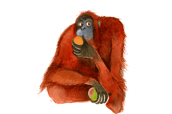 Picture of a Orangatan
