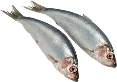 Picture of two herring